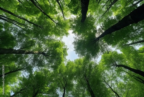 Looking up at the green tops of trees. generative ai photo