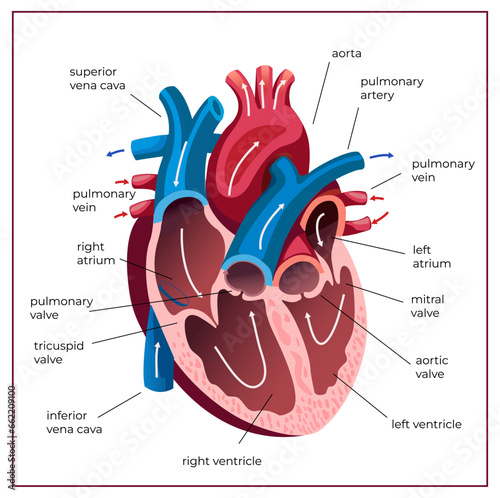 Human heart anatomy. Medical illustration. Educational poster. photo