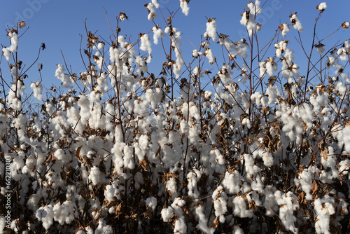 A white cotton field at harvest time photo