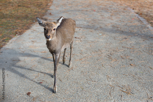 Young Sika Deer in Nara City 