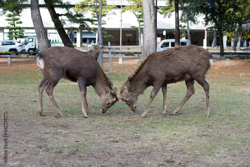 Two Sika Deerin Nara City butting heads