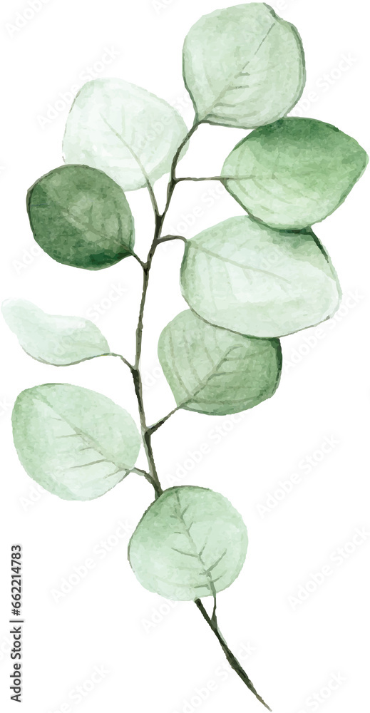 Eucalyptus leaves 2