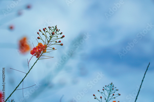 peacock flower (Caesalpinia pulcherrima) or poinciana, red bird of paradise, Mexican bird of paradise, dwarf poinciana, pride of Barbados, flos pavonis, and flamboyant-de-jardin photo