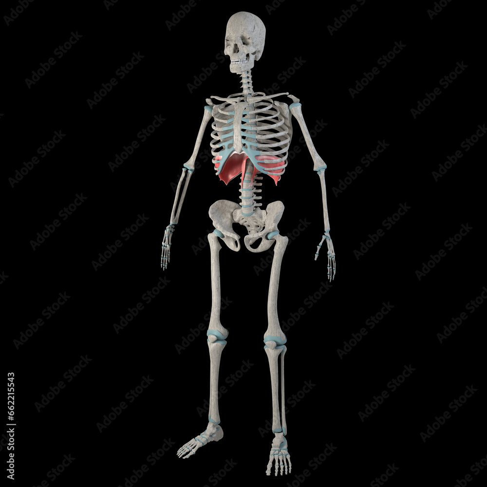 3d Illustration of Diaphragm Muscles on Male Human Body 3d Illustration of Diaphragm Muscles on Male Human Body