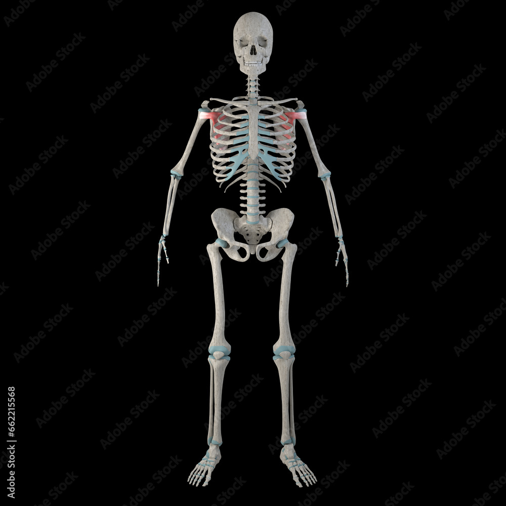3d Illustration of Subscapularis Muscles on Male Human Body