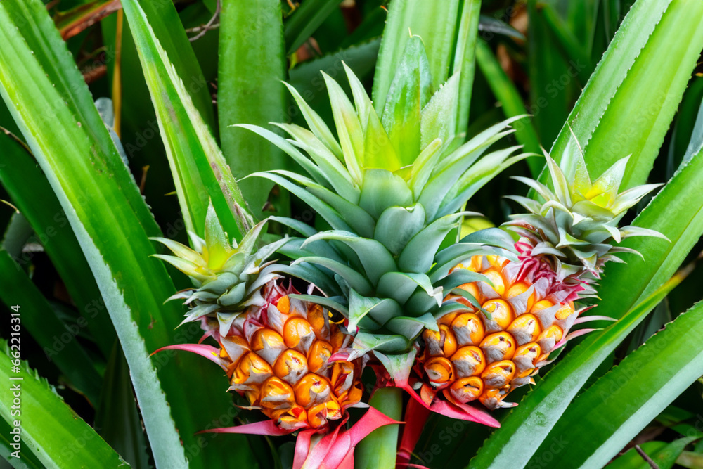 pineapple trees grow under the blue sky. AI GENERATE pineapple trees grow under the blue sky. AI GENERATE