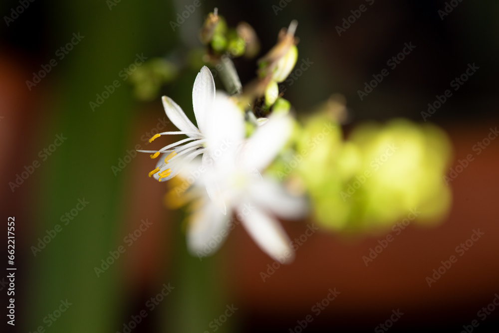 Fototapeta premium Mini flower, beautiful mini flower seen by macro lens in detail, selective focus.