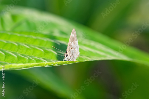 Macro insects, beautiful insects and their colors seen by macro lens in detail, selective focus.