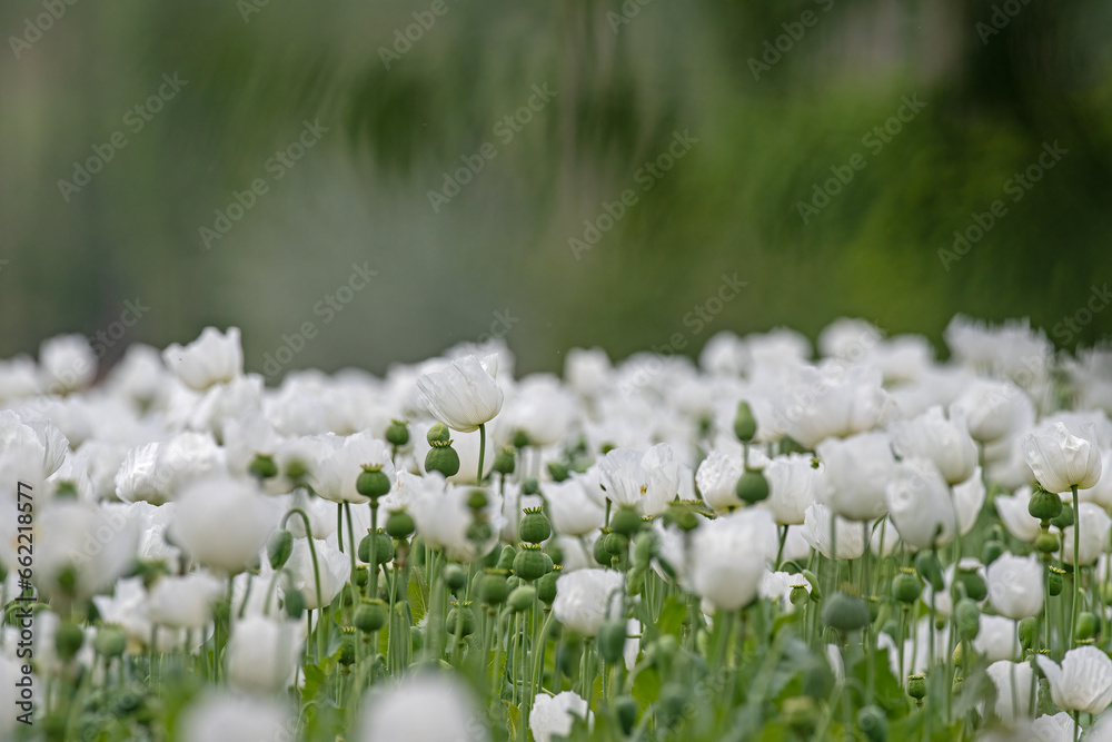 White poppy flower field in Burdur. White flower field.