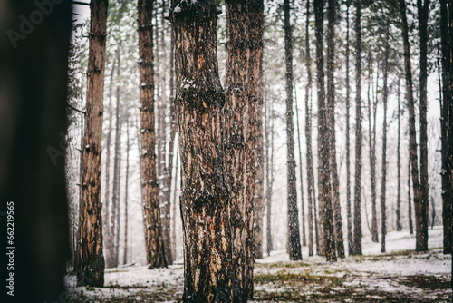 Trunks of coniferous trees in the winter forest. Beginning of winter