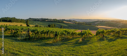 Late summer sunbeams on vineyards in the southwest of Bologna: Protected Geographical Indication area of typical wine named "Pignoletto". Bologna province, Emilia Romagna, Italy.