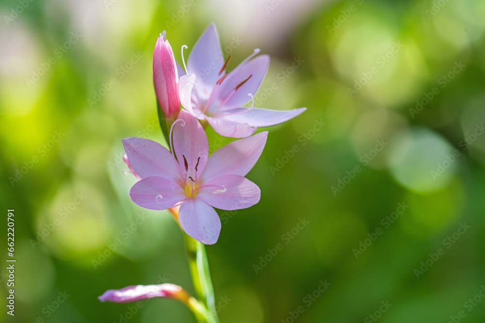 Rosa blühender Sumpfspaltgriffel