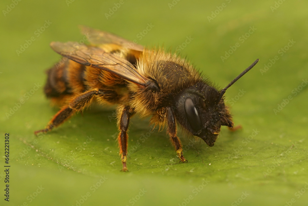 Closeup closeup of a fresh emerged female red mason bee, Osmua rufa sitting on a green leaf Closeup closeup of a fresh emerged female red mason bee, Osmua rufa sitting on a green leaf