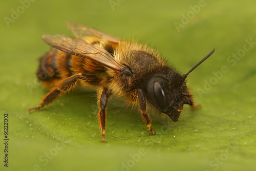 Closeup closeup of a fresh emerged female red mason bee, Osmua rufa sitting on a green leaf © Henk