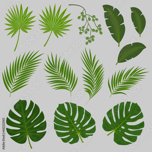 Set of palm tree leaves  tropical plants. 