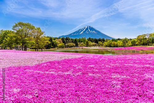 Japan Shibazakura Festival with the field of pink moss of Sakura or cherry blossom with Mountain Fuji Yamanashi, Japan 