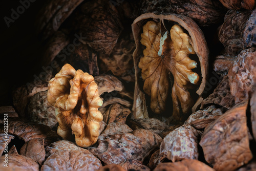 A diorama scene made from walnuts