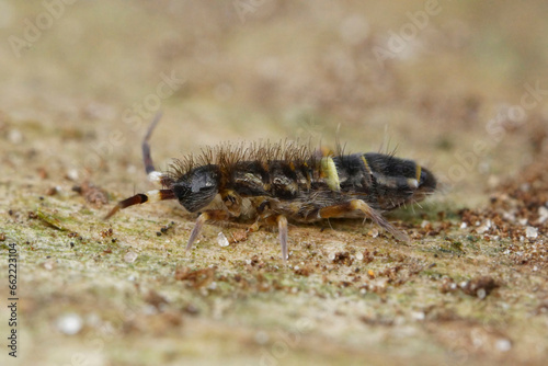 Close-up shot of the common belted springtail Orchesella cincta on wood in the garden