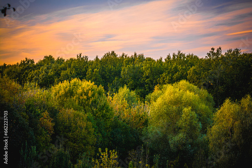 Lush yellow-green trees in the forest, against a backdrop of blue sky with orange clouds illuminated by the sun