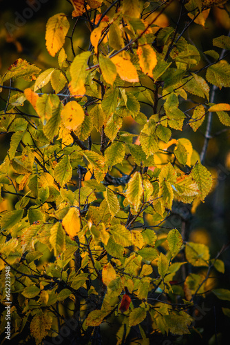 Abundance of yellow-green tree leaves in the forest  macro