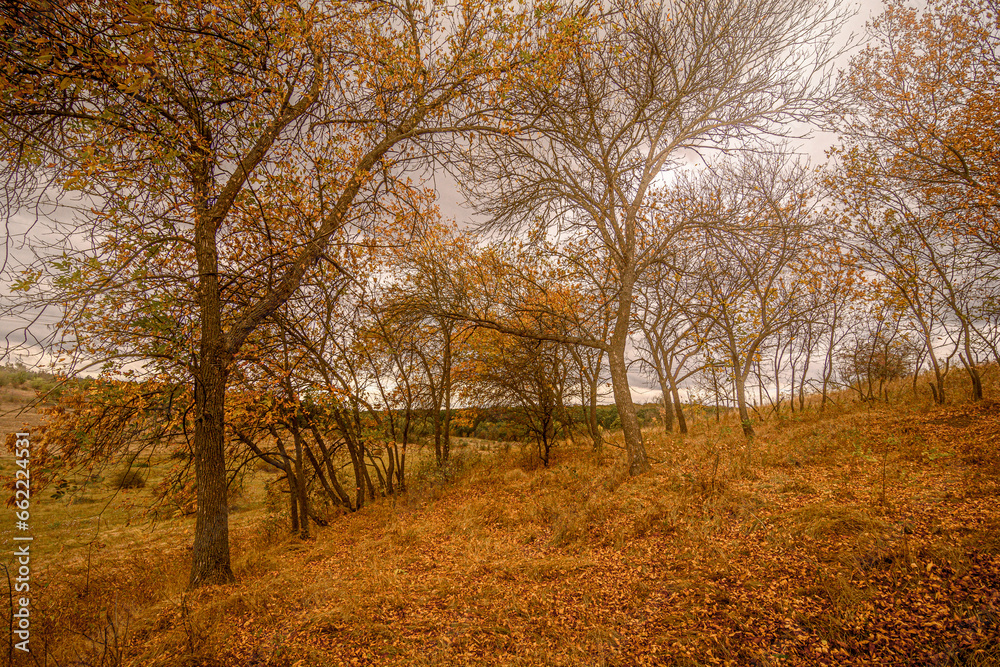 Mysterious orange forest on a hill, with fallen orange leaves and glimpses of dry grass, under a gray cloudy sky