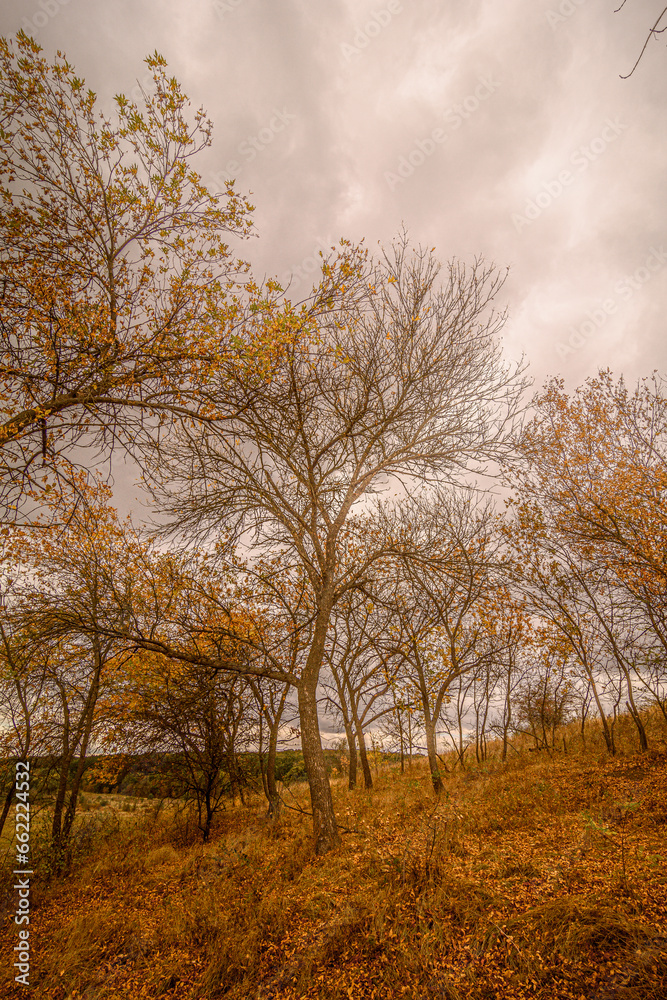 Tree of unusual shape, with bare branches, in the orange autumn forest on a hill, with fallen orange leaves and glimpses of dry grass, under a gray cloudy sky. Tree of unusual shape, with bare branches, in the orange autumn forest on a hill, with fallen orange leaves and glimpses of dry grass, under a gray cloudy sky.