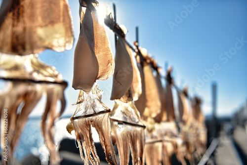 Dry dried squid with blue sky photo