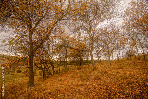 Mysterious orange forest on a hill, with fallen orange leaves and glimpses of dry grass, under a gray cloudy sky