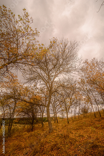 Tree of unusual shape  with bare branches  in the orange autumn forest on a hill  with fallen orange leaves and glimpses of dry grass  under a gray cloudy sky.