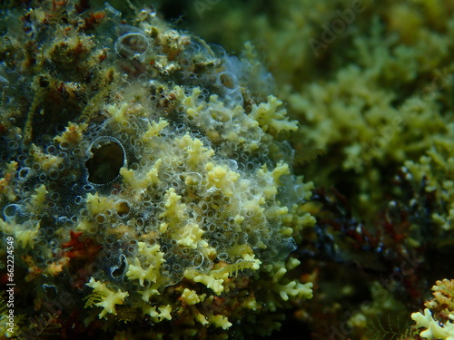 Encrusting colonial ascidian form or tunicate Diplosoma spongiforme close-up undersea  Aegean Sea  Greece  Halkidiki