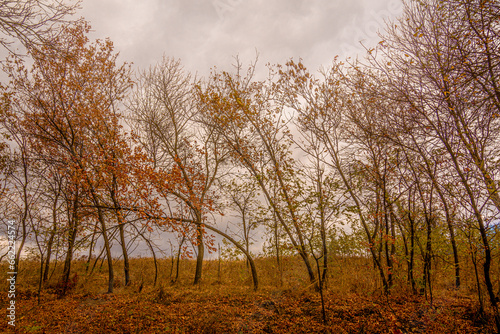 Curved thin trees leaning to the left in the mysterious autumn forest  with fallen orange leaves and glimpses of dry grass  under a gray cloudy sky