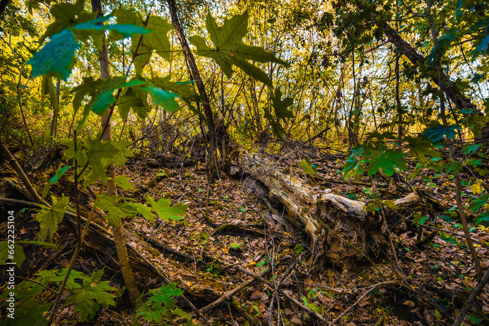 Autumn Woods Aglow: A Cozy Yellow Sunset Palette Autumn Woods Aglow: A Cozy Yellow Sunset Palette