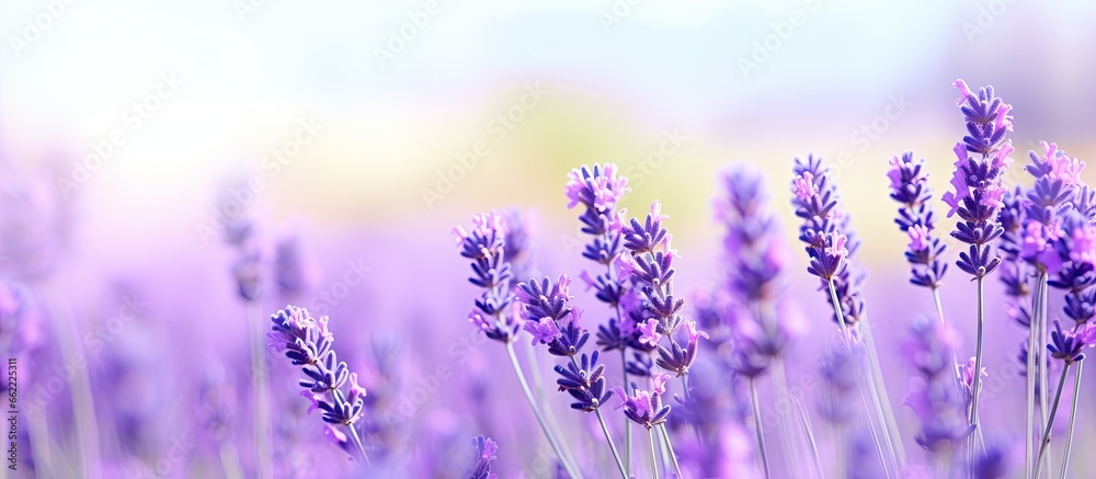 Naklejka premium Lavender flower in gentle focus it s beautiful With copyspace for text