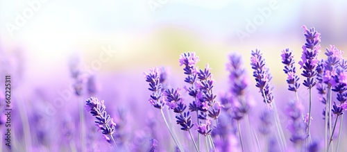 Lavender flower in gentle focus it s beautiful With copyspace for text