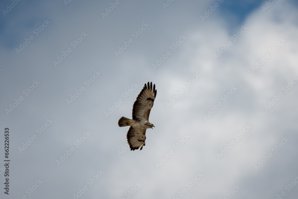Fototapeta premium Buteo buteo-Common buzzar-/Buse variable-IUCN=LC-B030_047_016