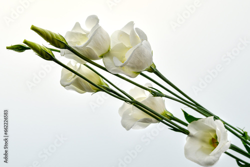 Bouquet of withe flowers