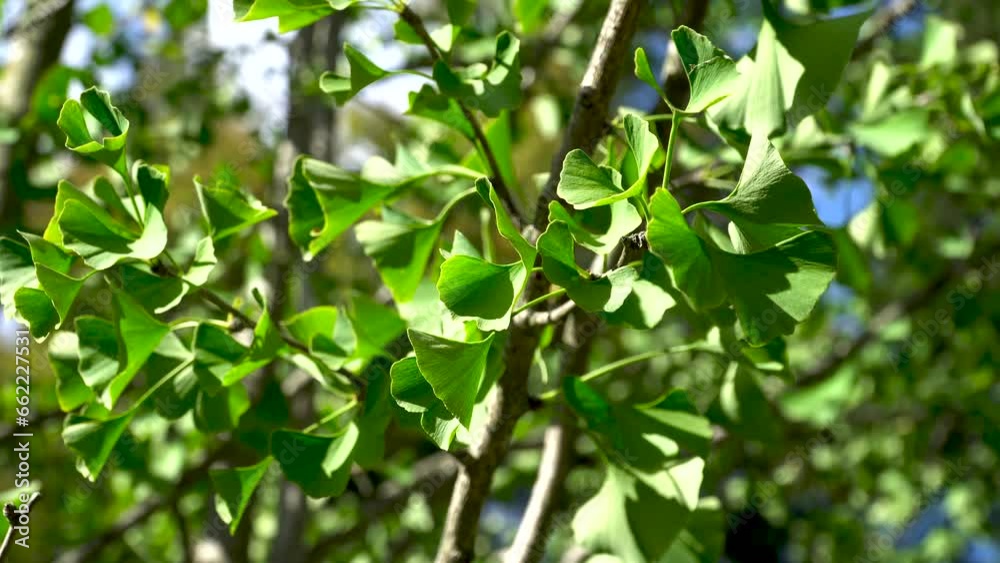 Ginkgo biloba. Green leaves on a Ginkgo biloba tree. Ginkgo biloba. Green leaves on a Ginkgo biloba tree.
