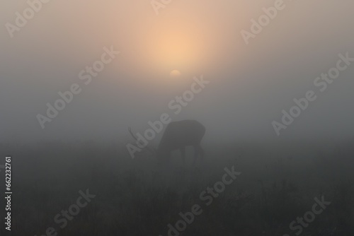Misty Morning Magic Rocky Mountain Elk Bull Clearfield County PA
