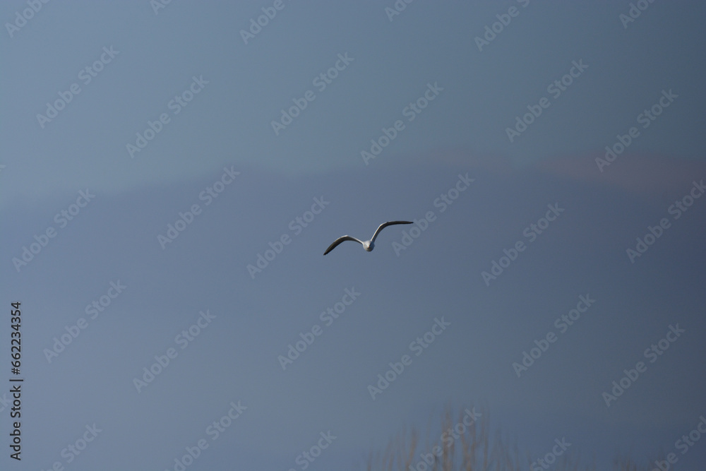 Larus ridibundus-Black-headed Gull-Mouette rieuse-IUCN=LC-B062_003_034 Larus ridibundus-Black-headed Gull-Mouette rieuse-IUCN=LC-B062_003_034