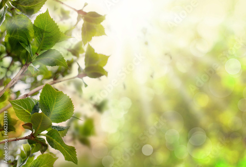 Green floral background with leaves and sunlight