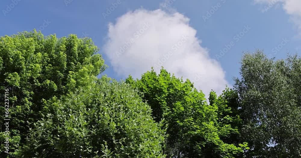 beautiful foliage of trees in a mixed forest with green foliage, beautiful green foliage of park trees in sunny weather