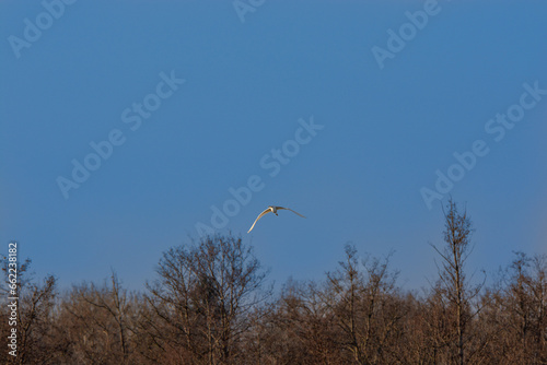 Egretta garzetta-Little egret-Aigrette garzette photo