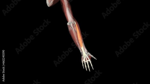 Extensor digitorum is a long muscle located in the posterior compartment of the forearm . photo