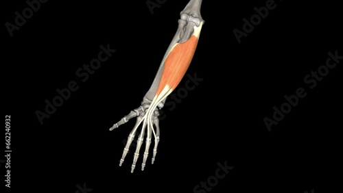 The flexor digitorum superficialis flexes the middle phalanges of the medial four digits at the proximal interphalangeal joints. photo