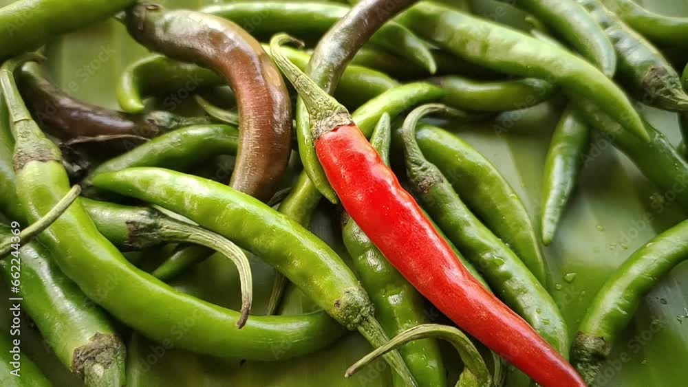 One ripe red long chilli pepper falling down on top of pile of organic and farm fresh hot raw green chillies. Closeup macro top view. Hot spicy indian or asian food concept. One ripe red long chilli pepper falling down on top of pile of organic and farm fresh hot raw green chillies. Closeup macro top view. Hot spicy indian or asian food concept.