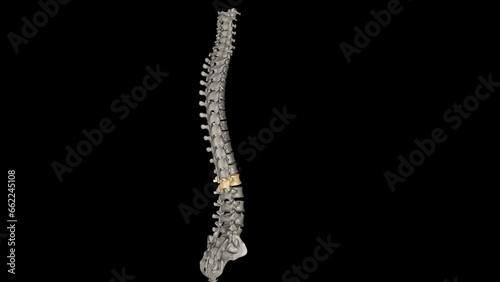 The lumbar region of the spine, more commonly known as the lower back, consists of five vertebrae labeled L1 through L5 photo
