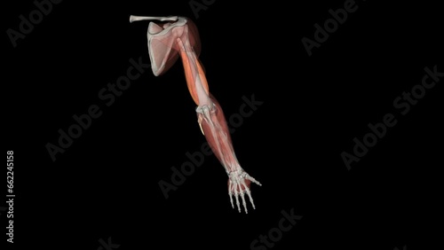The biceps brachii (BB), commonly know as the biceps, is a large, thick muscle on the ventral portion of the upper arm photo