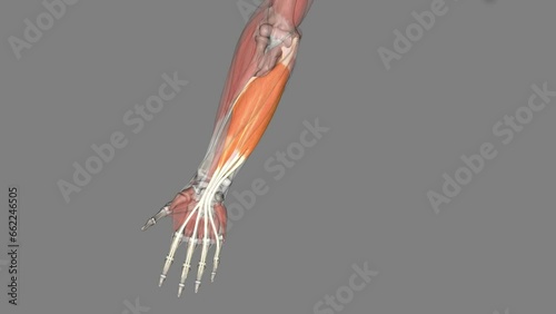 The flexor digitorum superficialis flexes the middle phalanges of the medial four digits at the proximal interphalangeal joints. photo