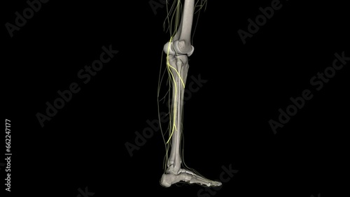 The lateral sural cutaneous nerve of the lumbosacral plexus supplies the skin on the posterior and lateral surfaces of the leg . photo