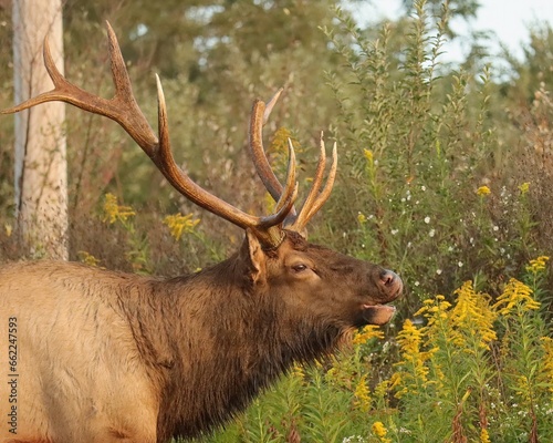 Rocky Mountain Elk Bull Clearfield County PA Morning Light 